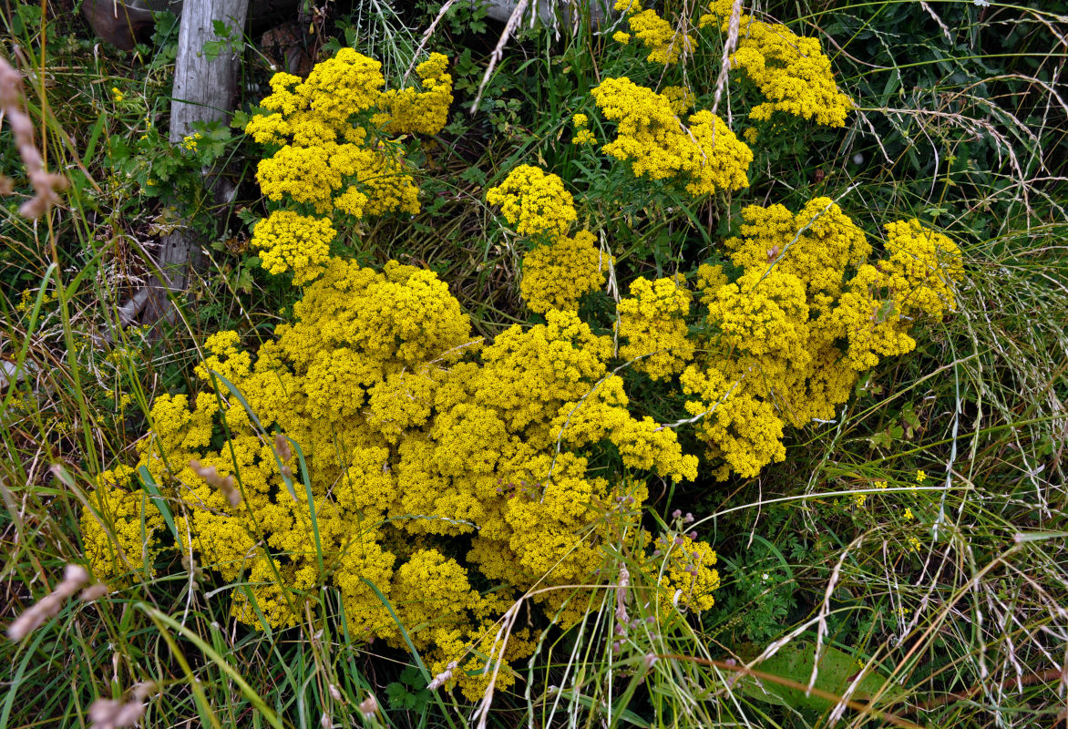 Изображение особи Odontarrhena muralis.