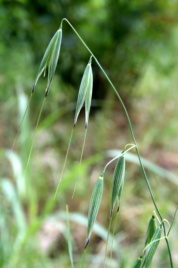 Image of Avena persica specimen.