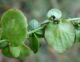 Atriplex aucheri