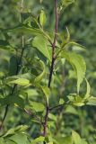 Malus mandshurica