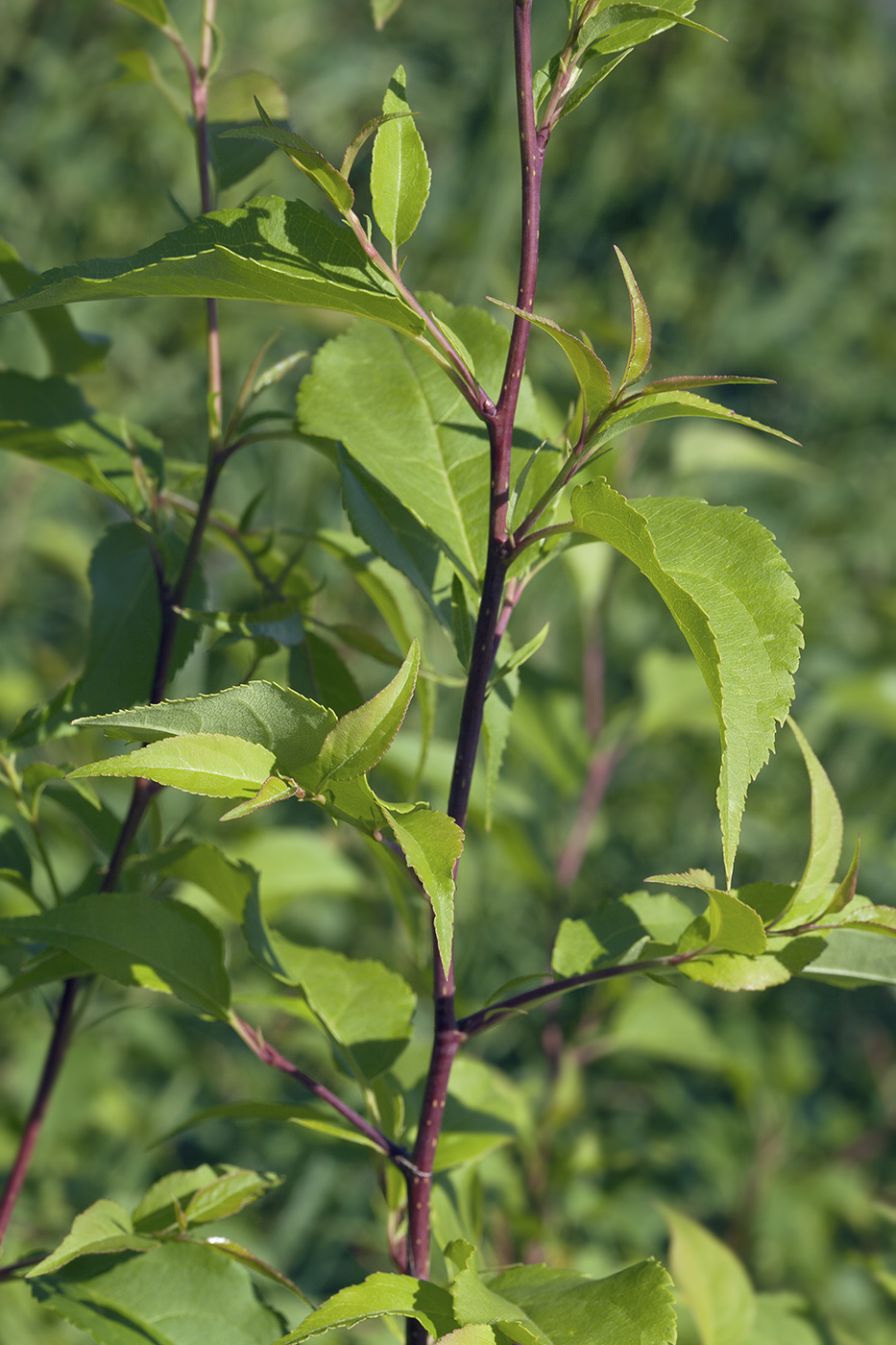 Изображение особи Malus mandshurica.