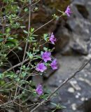 Rhododendron ledebourii