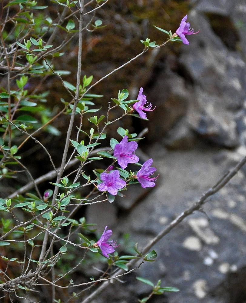 Image of Rhododendron ledebourii specimen.