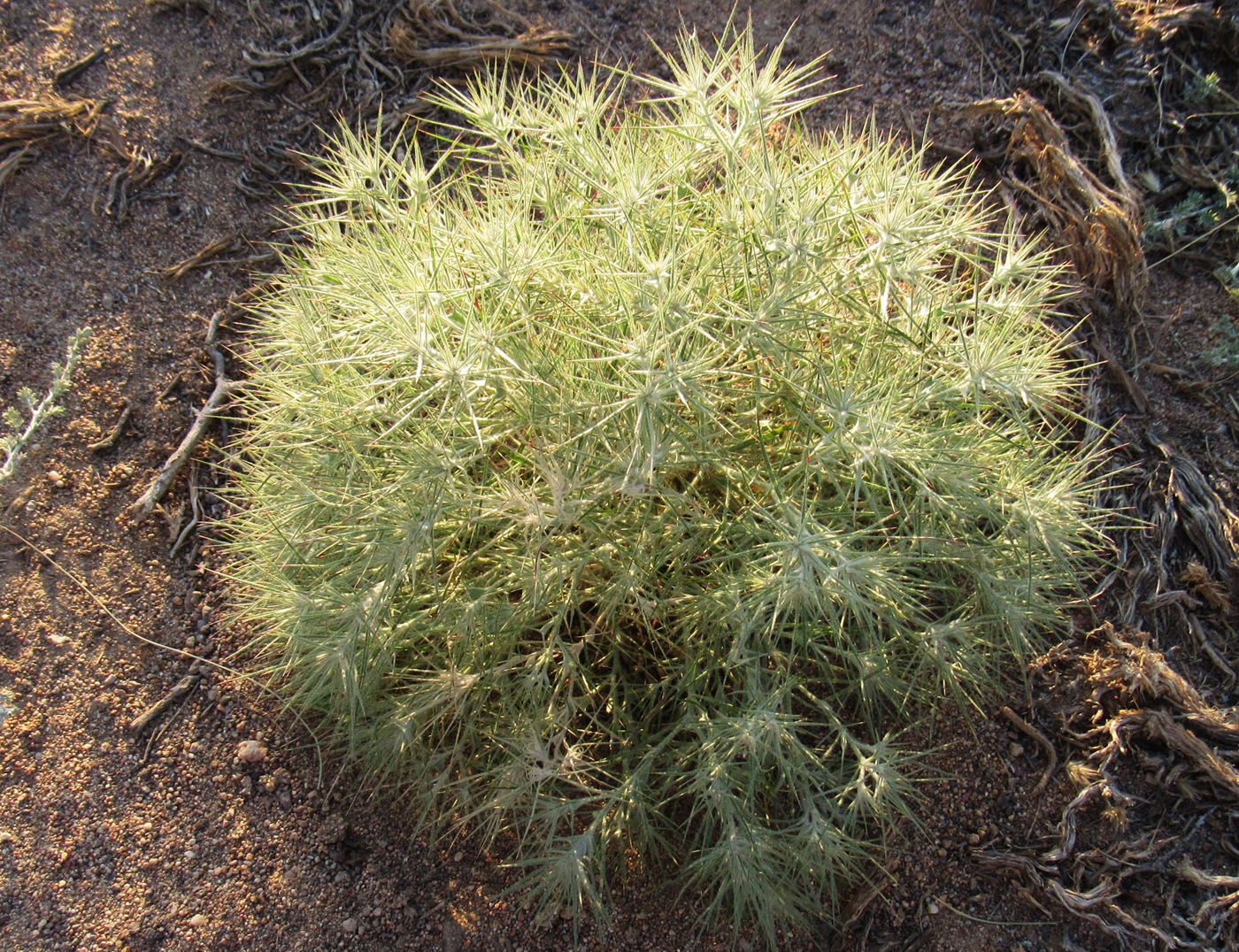 Image of Ceratocarpus utriculosus specimen.