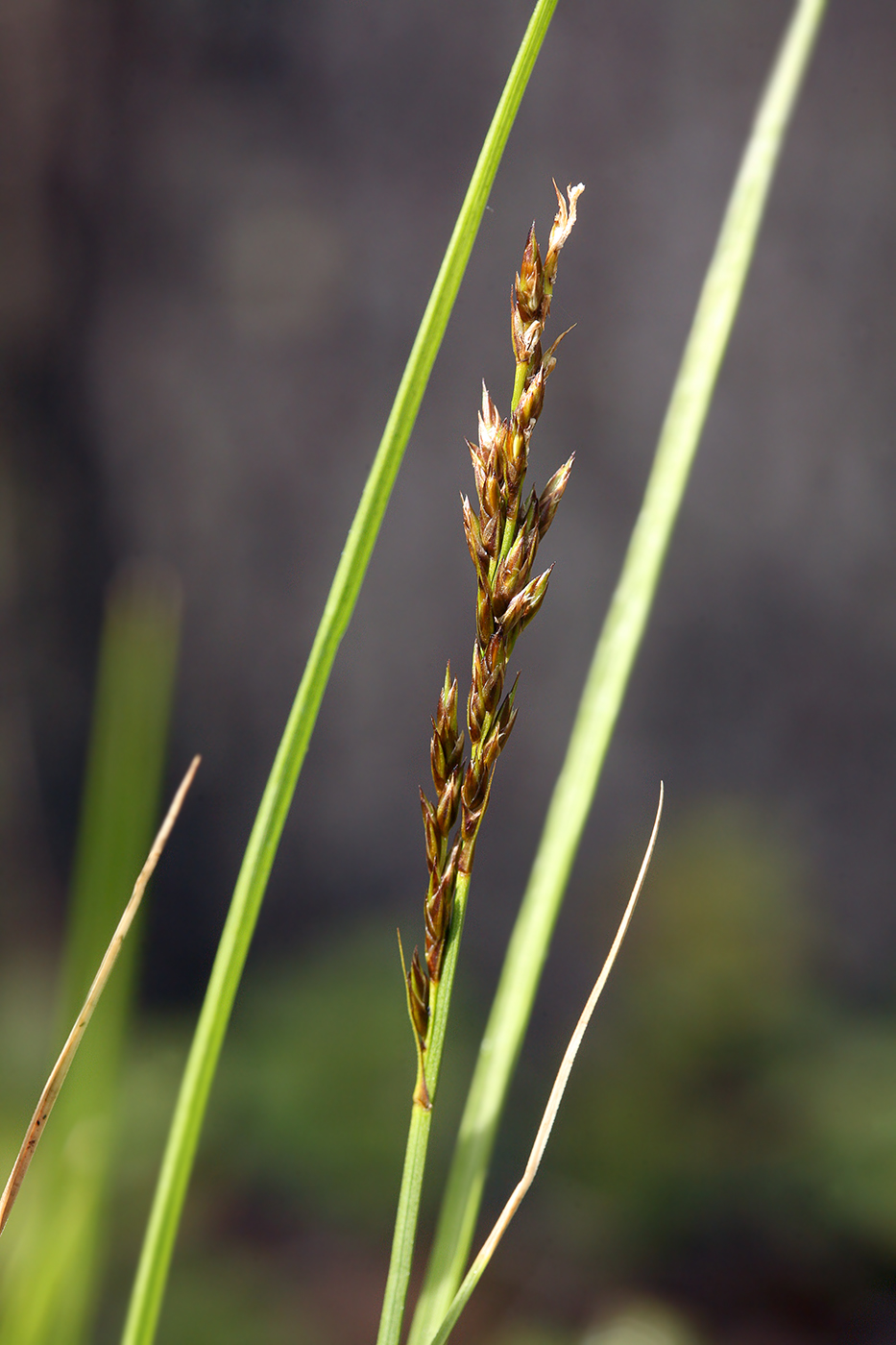 Изображение особи Carex appropinquata.