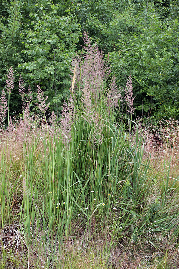 Изображение особи Calamagrostis epigeios.