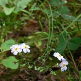 Myosotis palustris