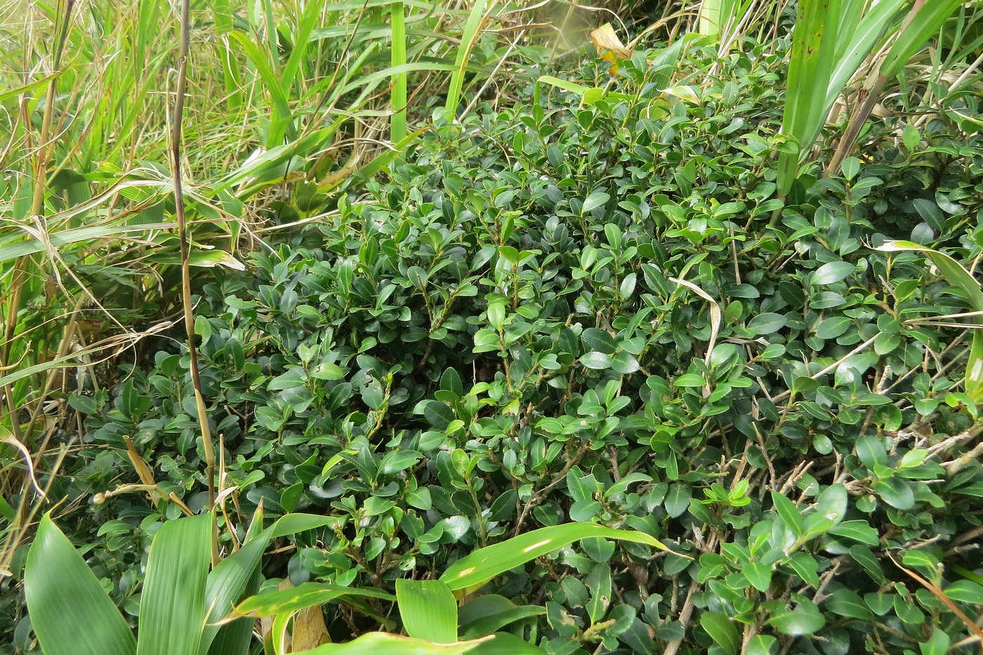 Image of Ilex crenata specimen.