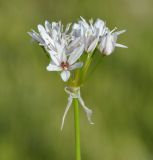 Allium trifoliatum