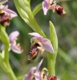 Ophrys umbilicata