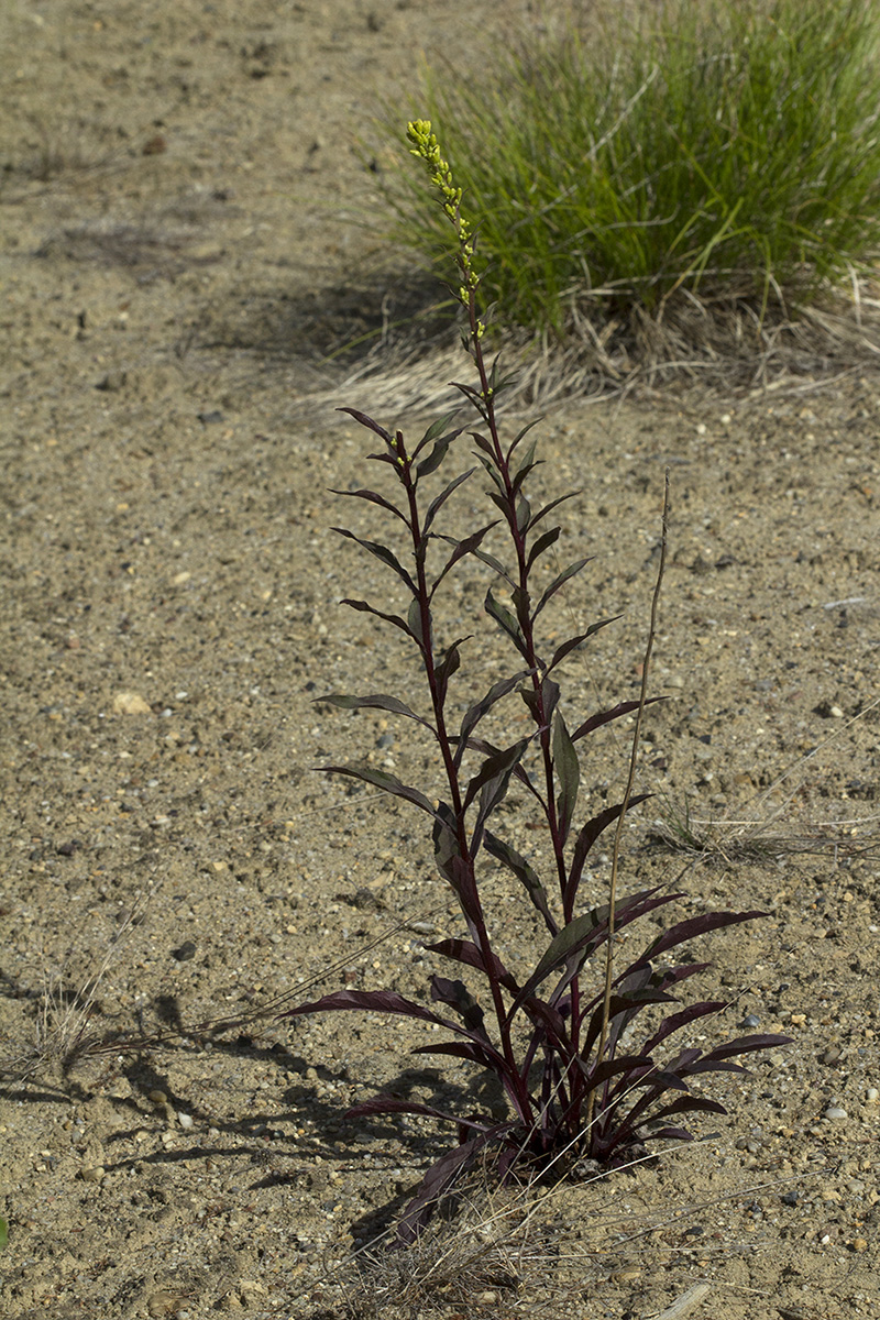 Изображение особи Solidago cuprea.