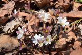 Hepatica asiatica