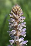 Orobanche minor