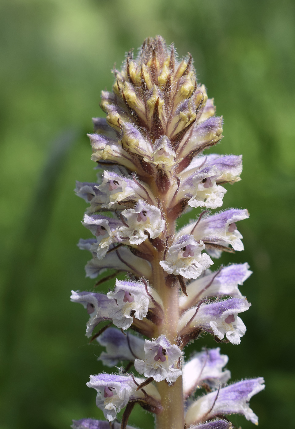 Image of Orobanche minor specimen.