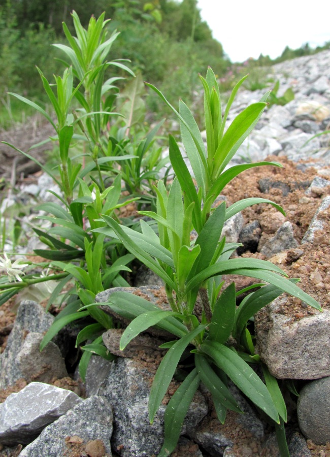 Изображение особи Silene tatarica.