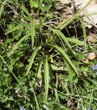 Campanula persicifolia