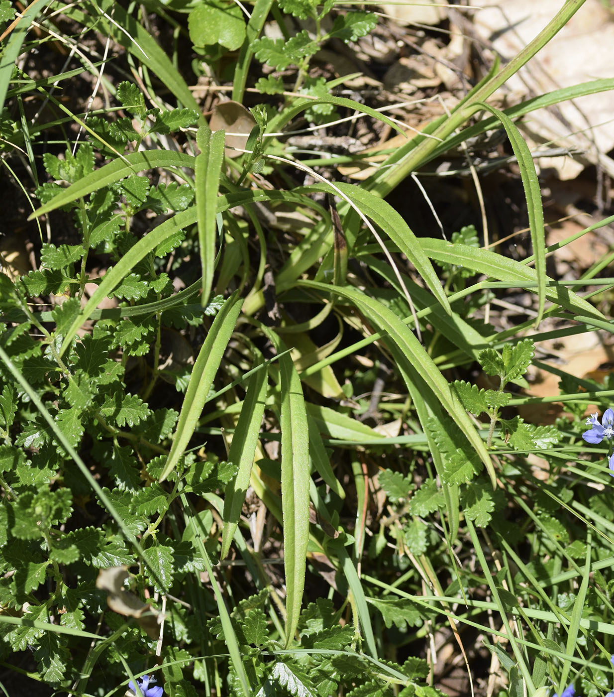 Image of Campanula persicifolia specimen.