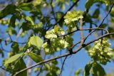 Ulmus glabra. Ветвь с соплодиями. Санкт-Петербург, Кировский р-н, в озеленении. 23.05.2020.