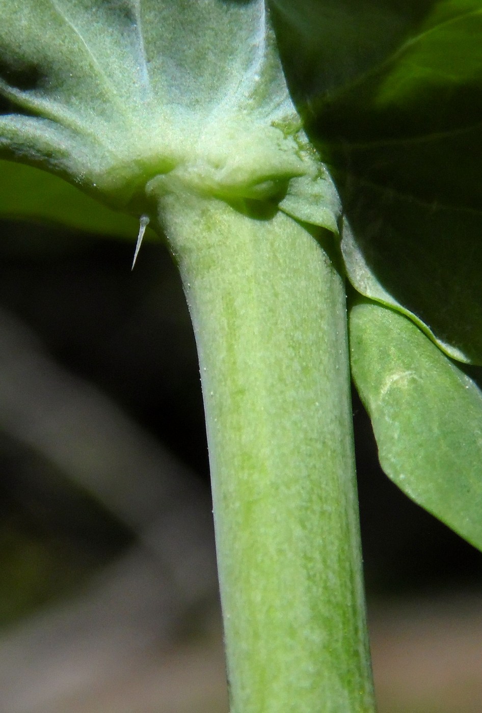 Изображение особи Brassica campestris.