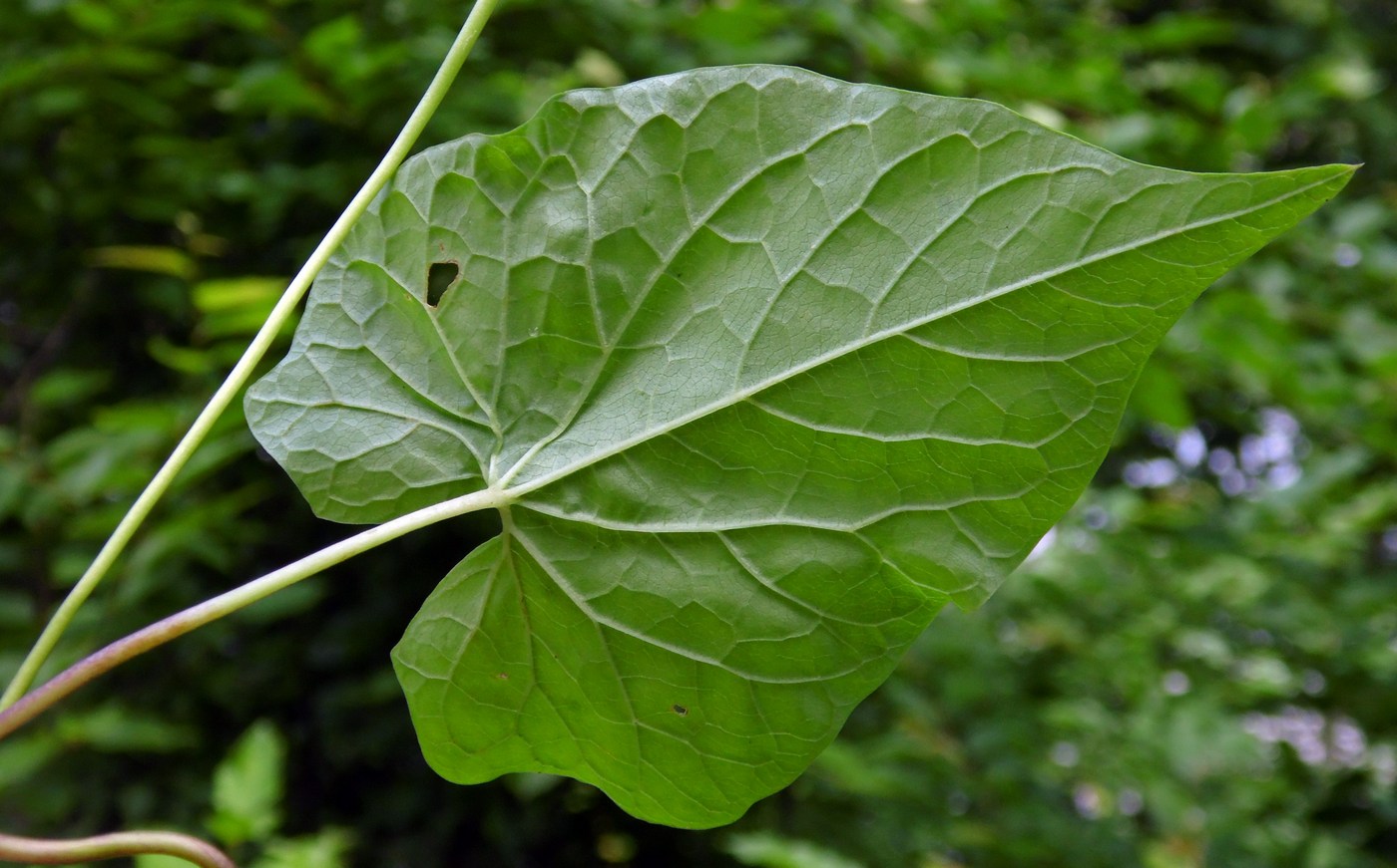 Image of Calystegia silvatica specimen.