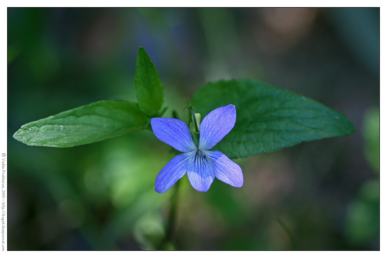 Image of Viola canina specimen.