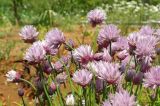 View full-size image Allium schoenoprasum
