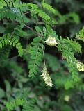 Astragalus membranaceus