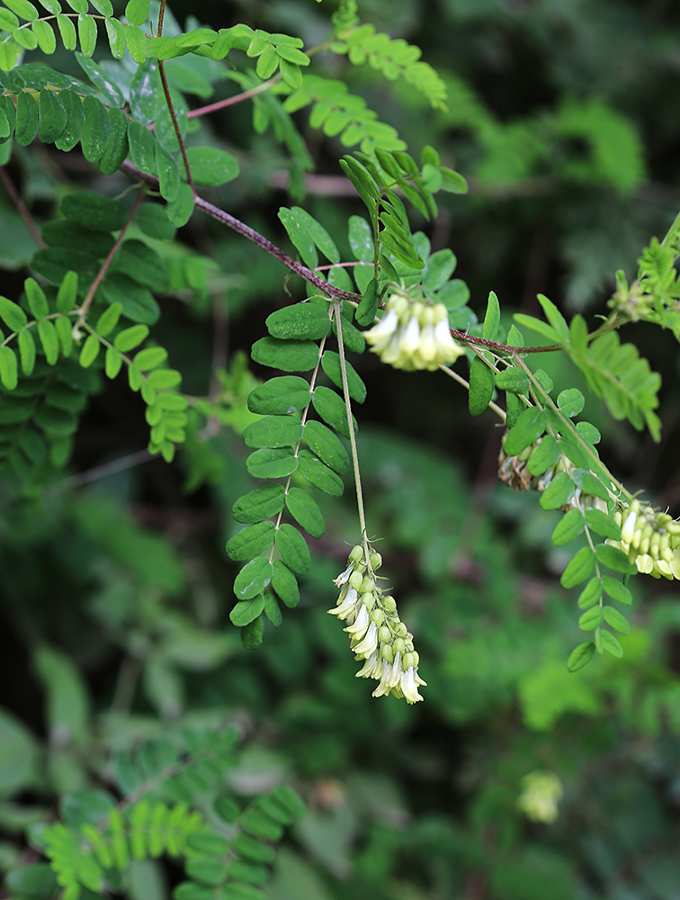 Изображение особи Astragalus membranaceus.