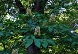 Aesculus flava