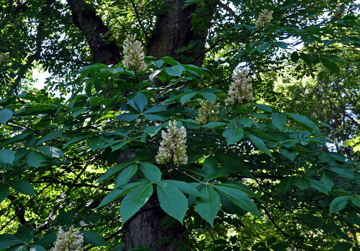 Image of Aesculus flava specimen.