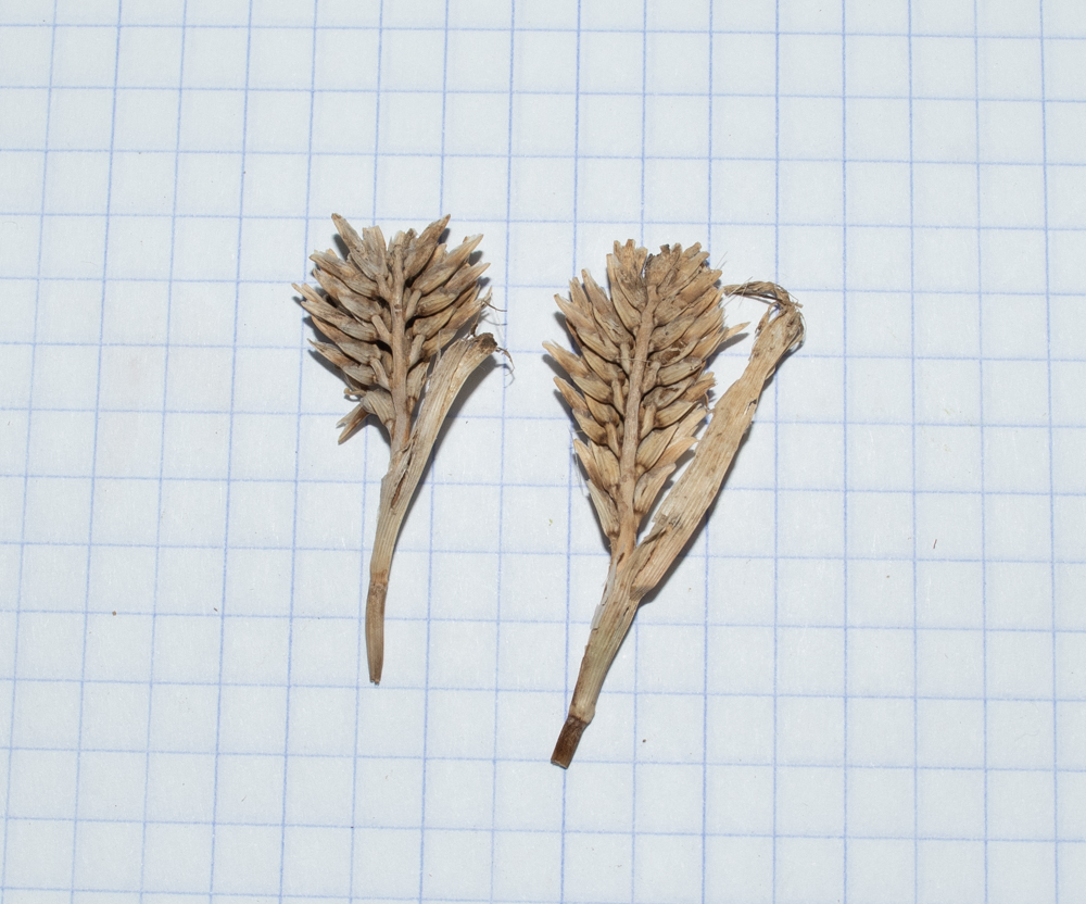 Image of Sclerochloa dura specimen.