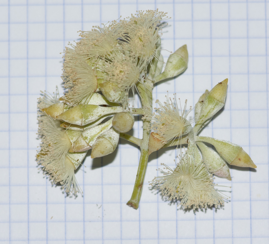 Изображение особи Eucalyptus pruinosa.