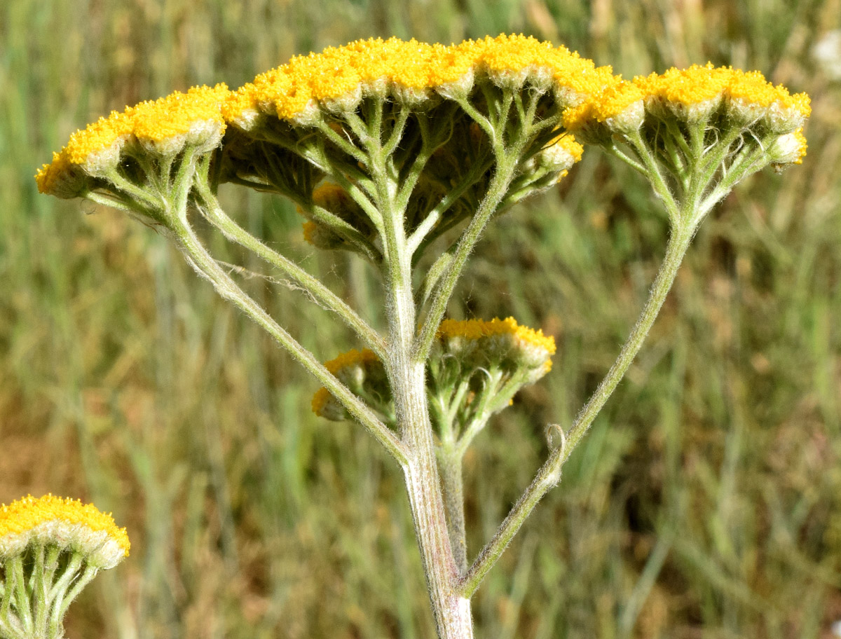 Image of Handelia trichophylla specimen.