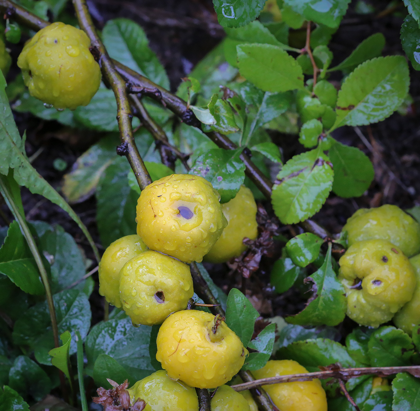 Image of Chaenomeles japonica specimen.