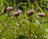 Eupatorium cannabinum