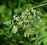 Chaerophyllum aromaticum