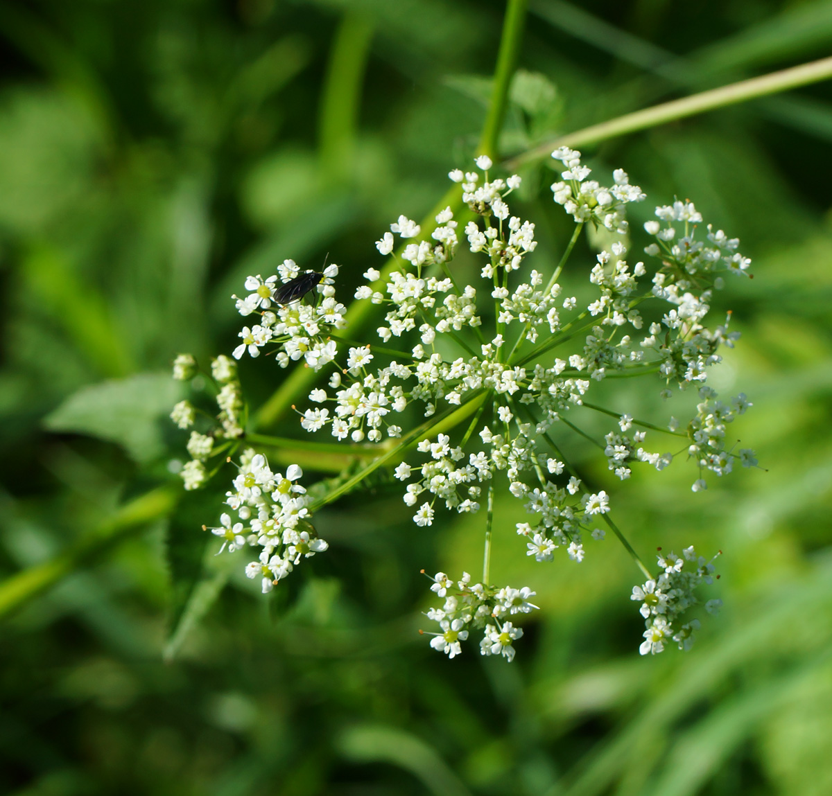 Image of Chaerophyllum aromaticum specimen.