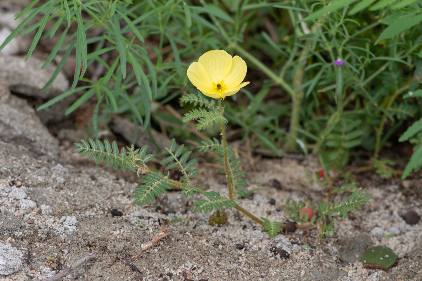 Изображение особи Tribulus zeyheri.