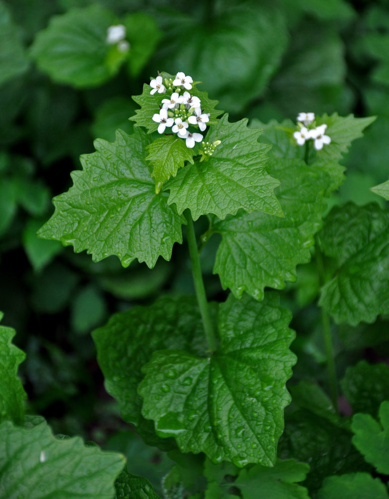 Image of Alliaria petiolata specimen.