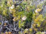 Salsola arbusculiformis