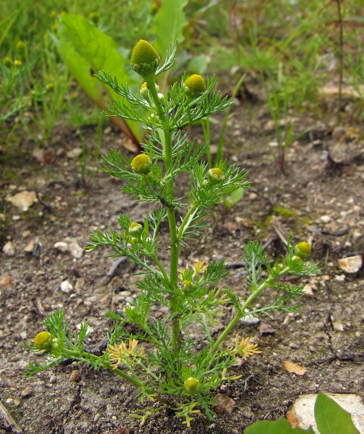 Image of Matricaria discoidea specimen.