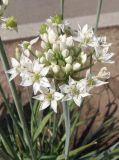 Allium ramosum. Соцветие. Украина, г. Запорожье, Прибрежная автомагистраль, цветник возле магазина \"Ашан\". 18.07.2020.