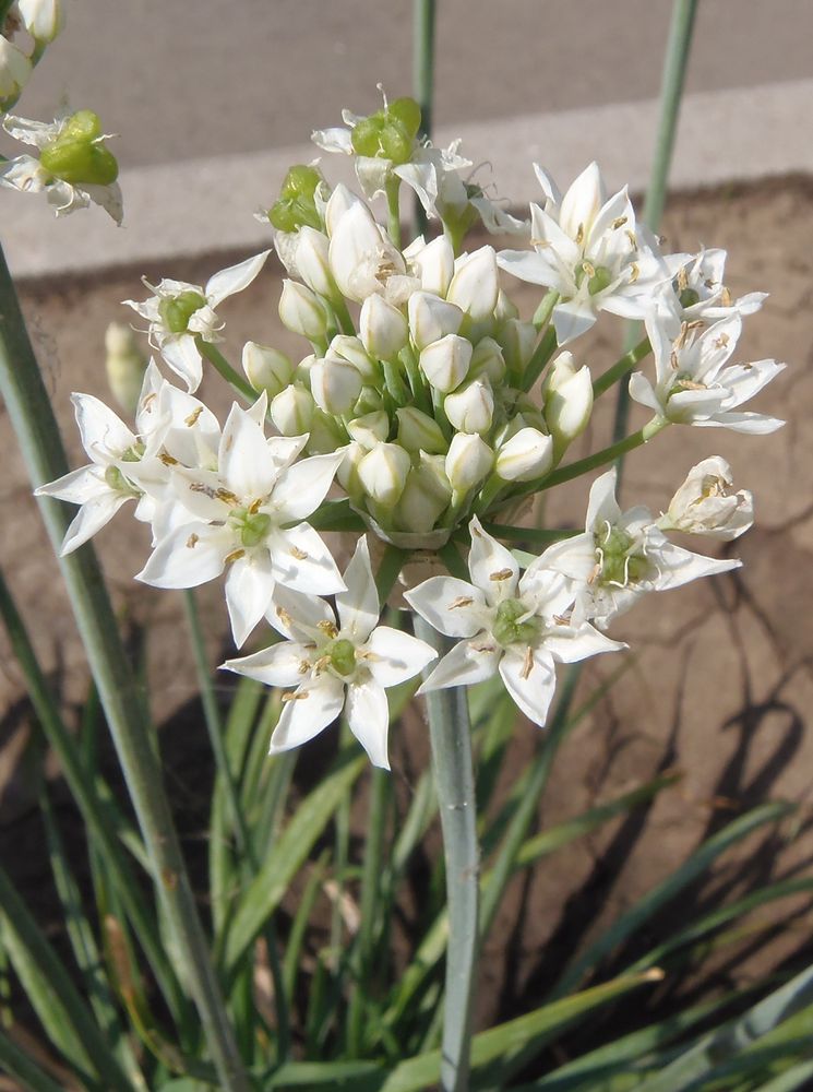 Image of Allium ramosum specimen.