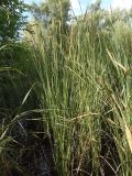 Typha laxmannii