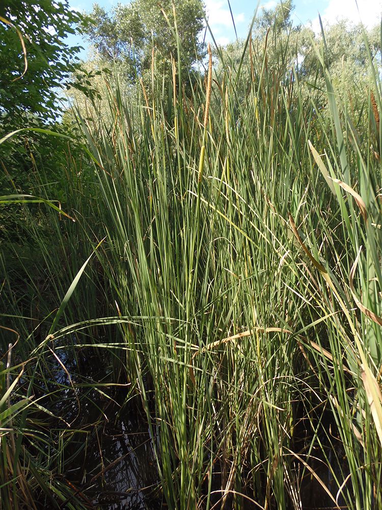 Изображение особи Typha laxmannii.