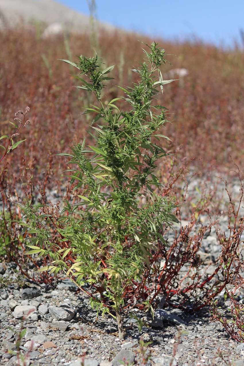 Image of Cannabis sativa var. spontanea specimen.