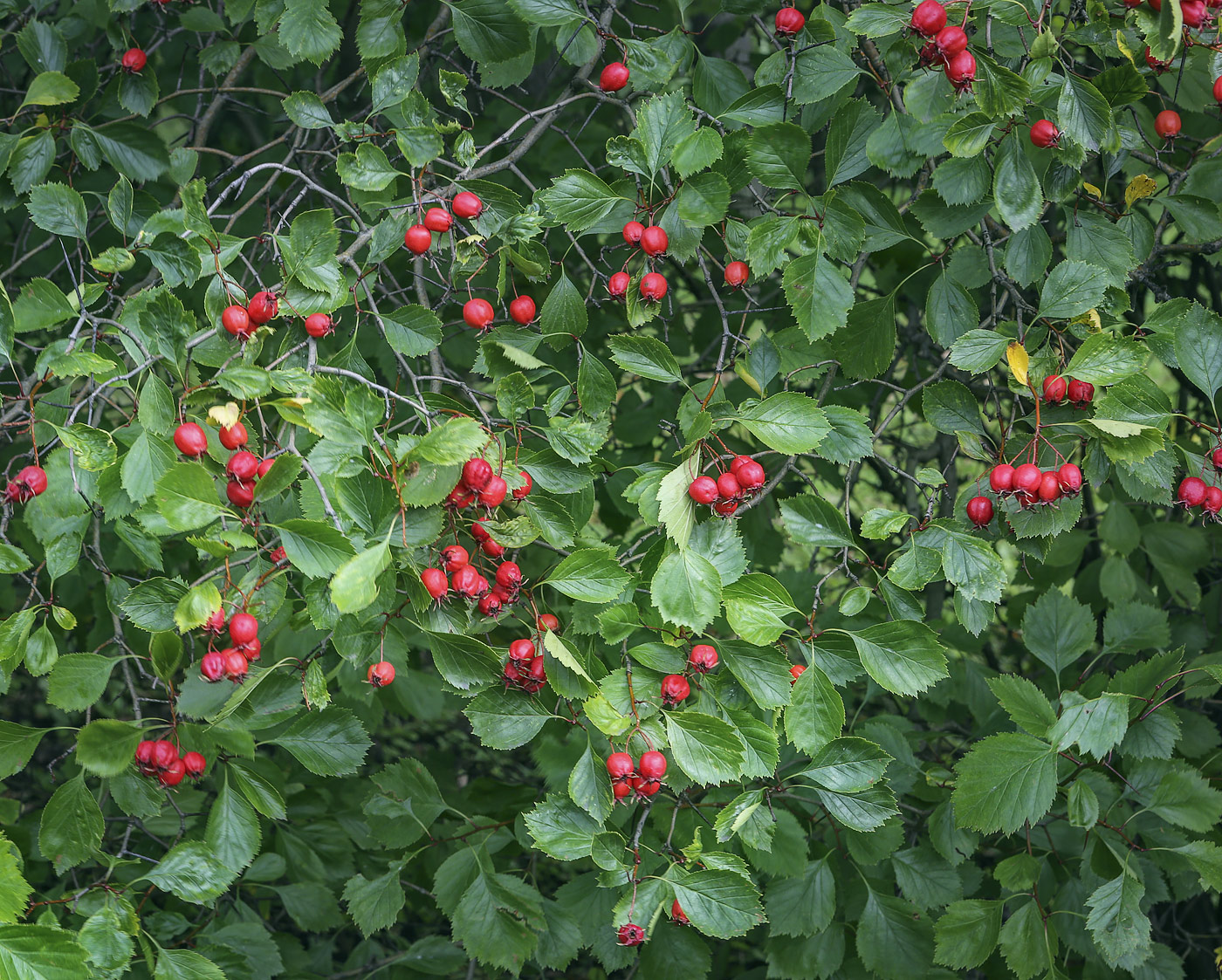 Изображение особи род Crataegus.