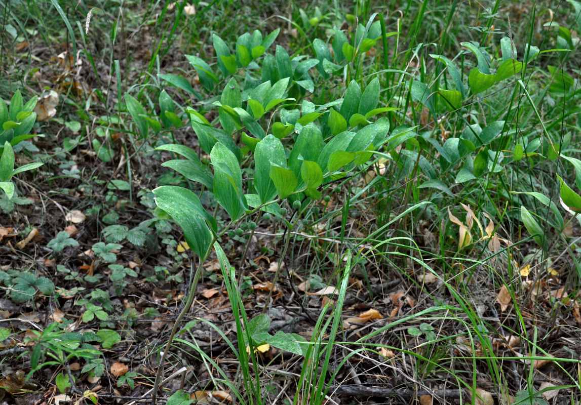 Image of Polygonatum odoratum specimen.