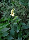 Digitalis grandiflora