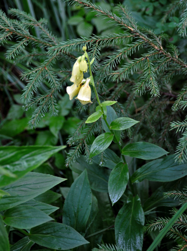 Image of Digitalis grandiflora specimen.